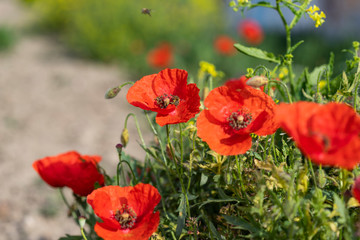 Fototapeta premium Amapolas en primavera