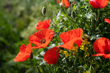 Amapolas en primavera