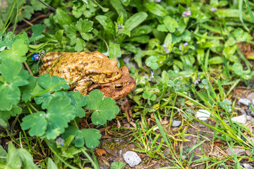 A couple of toads mating in the woods in Diesbach, Switzerland