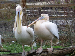 Couple de Pélicans roses
