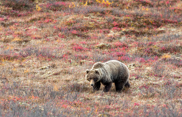 Grizzly Bear in Autumn in Denali National Park Alaska