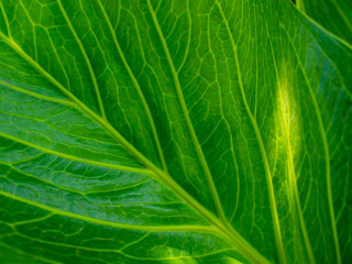 The texture and pattern of abstract green leaves for the background