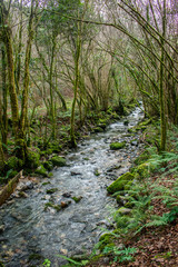 mountain river in the forest