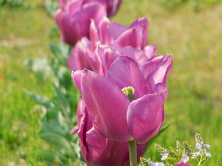 紫色のチューリップの花