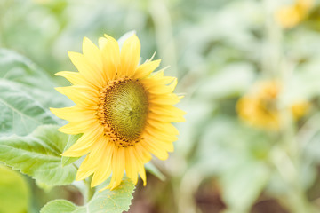Obraz premium Beautiful yellow sunflower on a green background