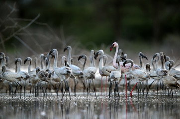 Juveniles and a adult Lesser Flamingos