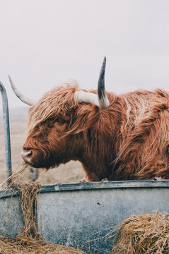 Scottish Highland Cow - Scotland
