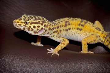 close up view of leopard gecko on leather