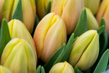 Vibrant bright yellow tulips in soft ligth