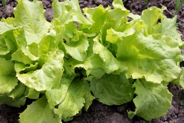 Young leaves of fresh green lettuce growing in the vegetable garden on a sunny day. The first spring harvest