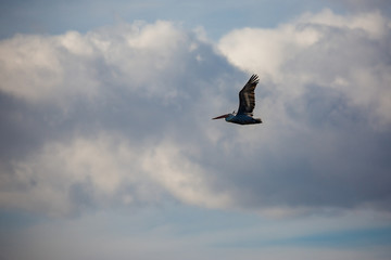 Amazingly beautiful big Dalmatian single pelican flying with big span of wings. Cloudy winter blue sky over Porto Lagos, Northern Greece. Picturesque frozen moment of Nature