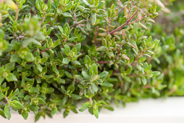 Common garden thyme growing in a raised garden bed