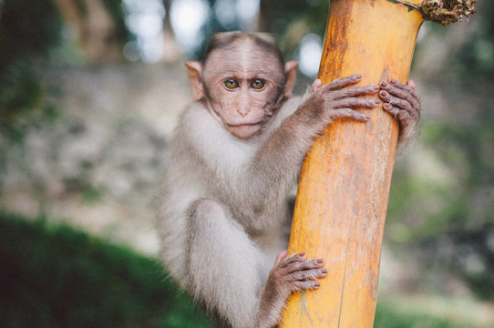 Baby Monkey