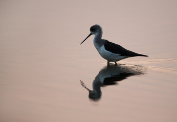 Black-winged Stilt in the morning at Buhair lake