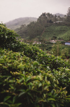 Tea Feild 