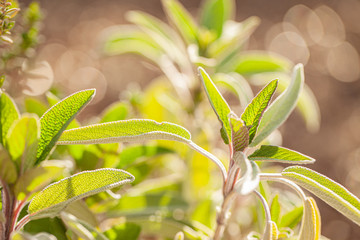 Macro shot of garden sage with sunlight in the background
