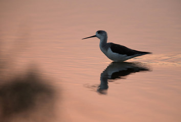 Black-winged Stilt in the morning