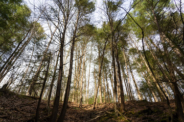 Sunset in forest on hill