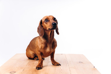 Purebred dog dachshund with shiny hair. A companion dog and a friend.
