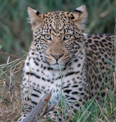 Fototapeta na wymiar Young leopard (Panthera parts) in bush at the Madikwe Reserve, South Africa