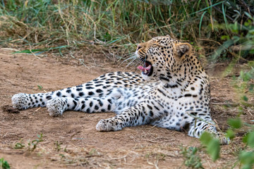 Young leopard (Panthera parts) in bush at the Madikwe Reserve, South Africa