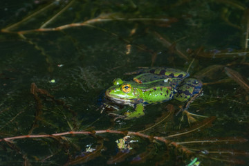 Frosch