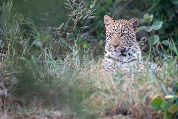 Young leopard (Panthera parts) in bush at the Madikwe Reserve, South Africa