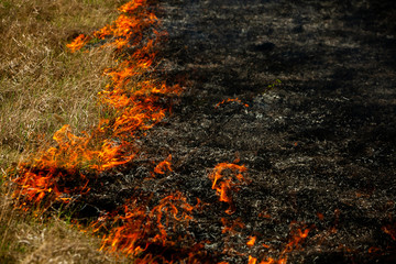 Burning old dry grass in garden. Flaming dry grass on a field. Forest fire. Stubble field is burned by farmer. Fire in the Field.