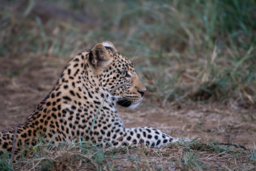 Young leopard (Panthera parts) in bush at the Madikwe Reserve, South Africa