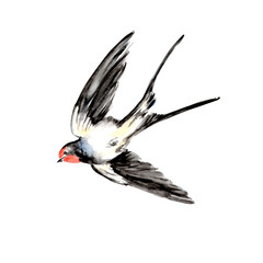  Watercolor painting of Swallow bird sketch art illustration