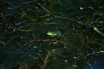Frosch