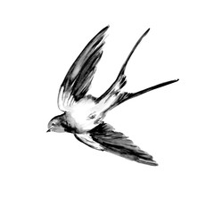  Watercolor painting of Swallow bird sketch art illustration