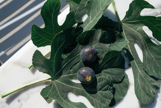 Close up of figs on leaves