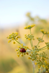 Dainty yellow flowers and a ladybug. Selective focus.