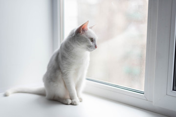 Fototapeta na wymiar white cat stay at home alone isolation