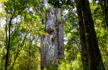 Fototapeta premium Forest giants. Waipoua kauri forest. Nature parks of New Zeland. 