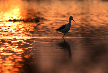 Black-winged Stilt in the golden light