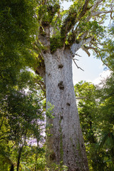 Fototapeta premium Portrait of tree. Waipoua kauri forest.