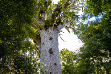 Fototapeta premium Waipoua kauri forest. Portrait of tree. Nature parks of New Zeland. 