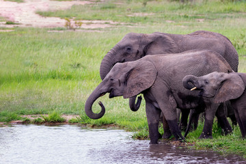 elephants in the river in south africa