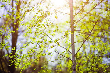 Birch summer leaves in the sunset colors, soft focus