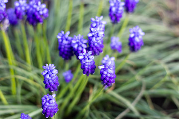 Obraz premium home garden plant lilac muscari flower