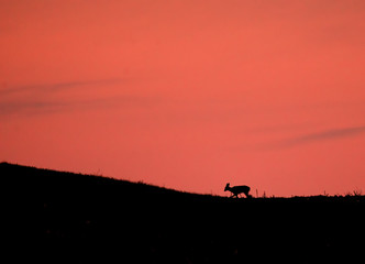 Naklejka na ściany i meble Silhouette of deer up on the hill at sunset