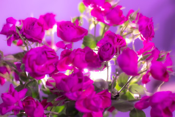 Fototapeta na wymiar bright pink bush roses in a bouquet,