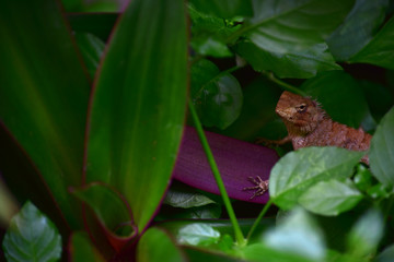 Thai chameleon he live in the gardent. 