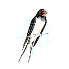  Watercolor painting of Swallow bird sketch art illustration