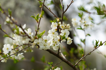 white pear blossom on green background in spring closeup