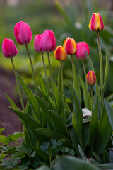 pink and yellow tulips