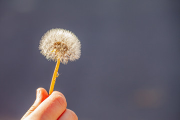 Young girl holding a Dandelion flower and blowing seeds into the air