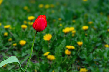 Obraz premium red tulip growing in a garden on a background of green grass